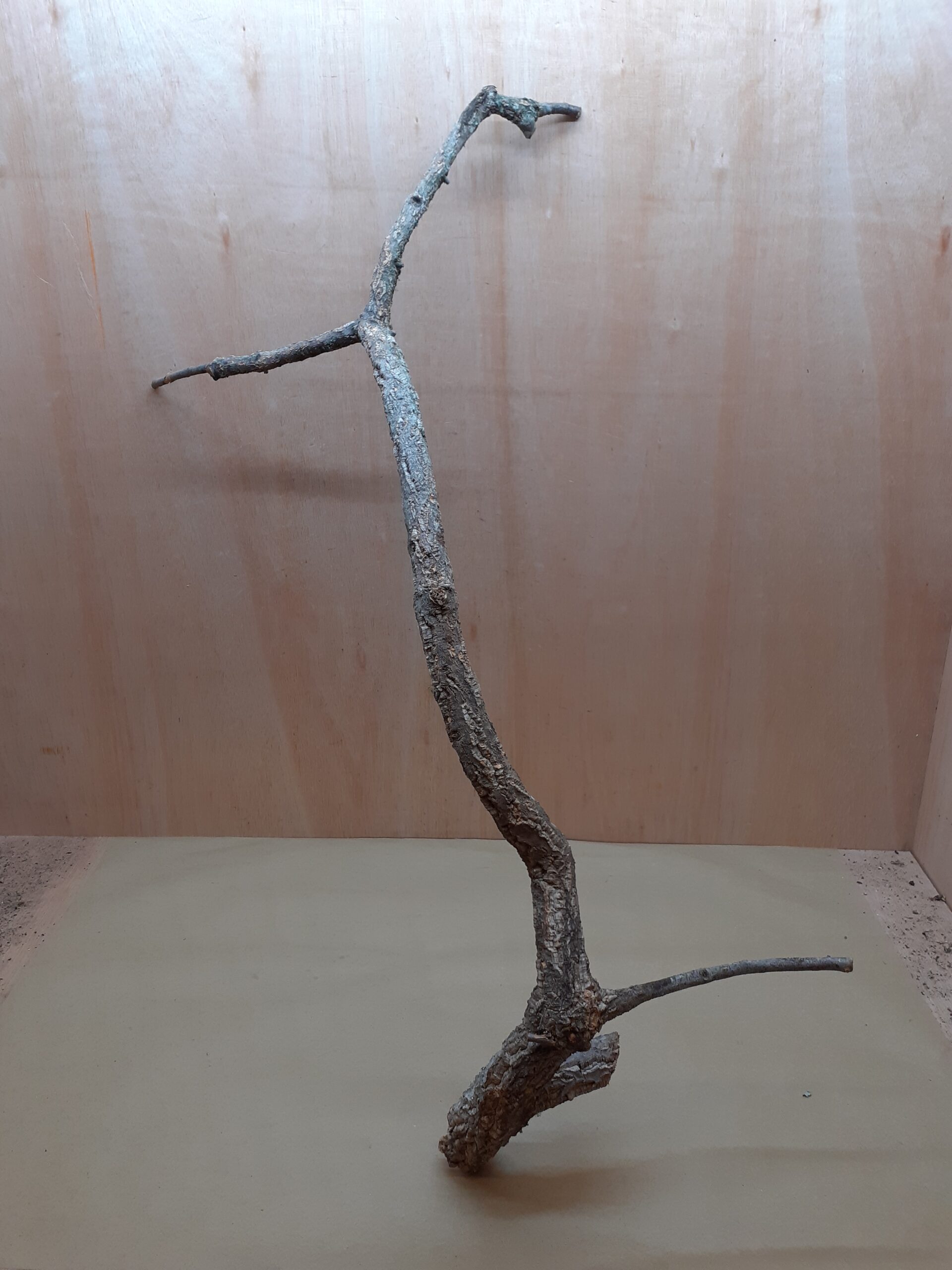 Large Cork Branch - 80-110cm - 24