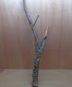Large Cork Branch - 80-110cm - 28