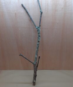 Large Cork Branch - 80-110cm - 29