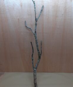 Large Cork Branch - 80-110cm - 30
