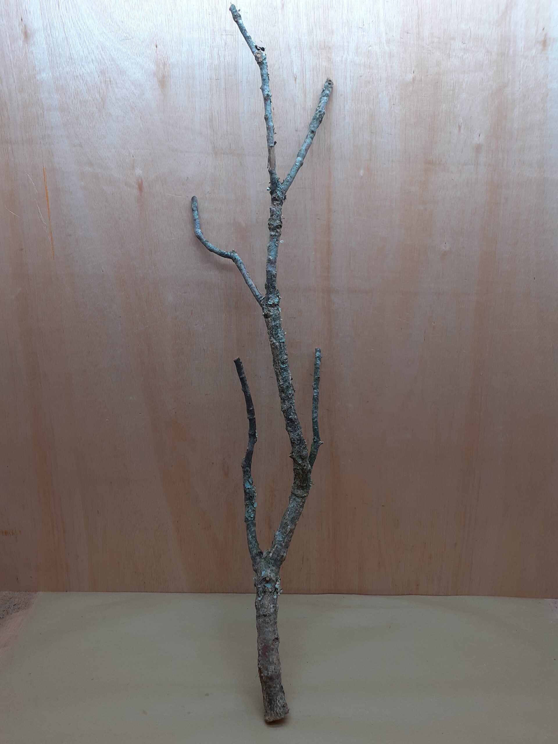 Large Cork Branch - 80-110cm - 30
