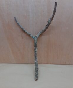 Medium Cork Branch - 40-80cm - 24