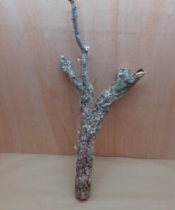 Medium Cork Branch - 40-80cm - 4