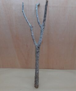Medium Cork Branch - 40-80cm - 22