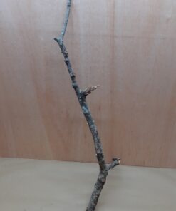 Medium Cork Branch - 40-80cm - 20