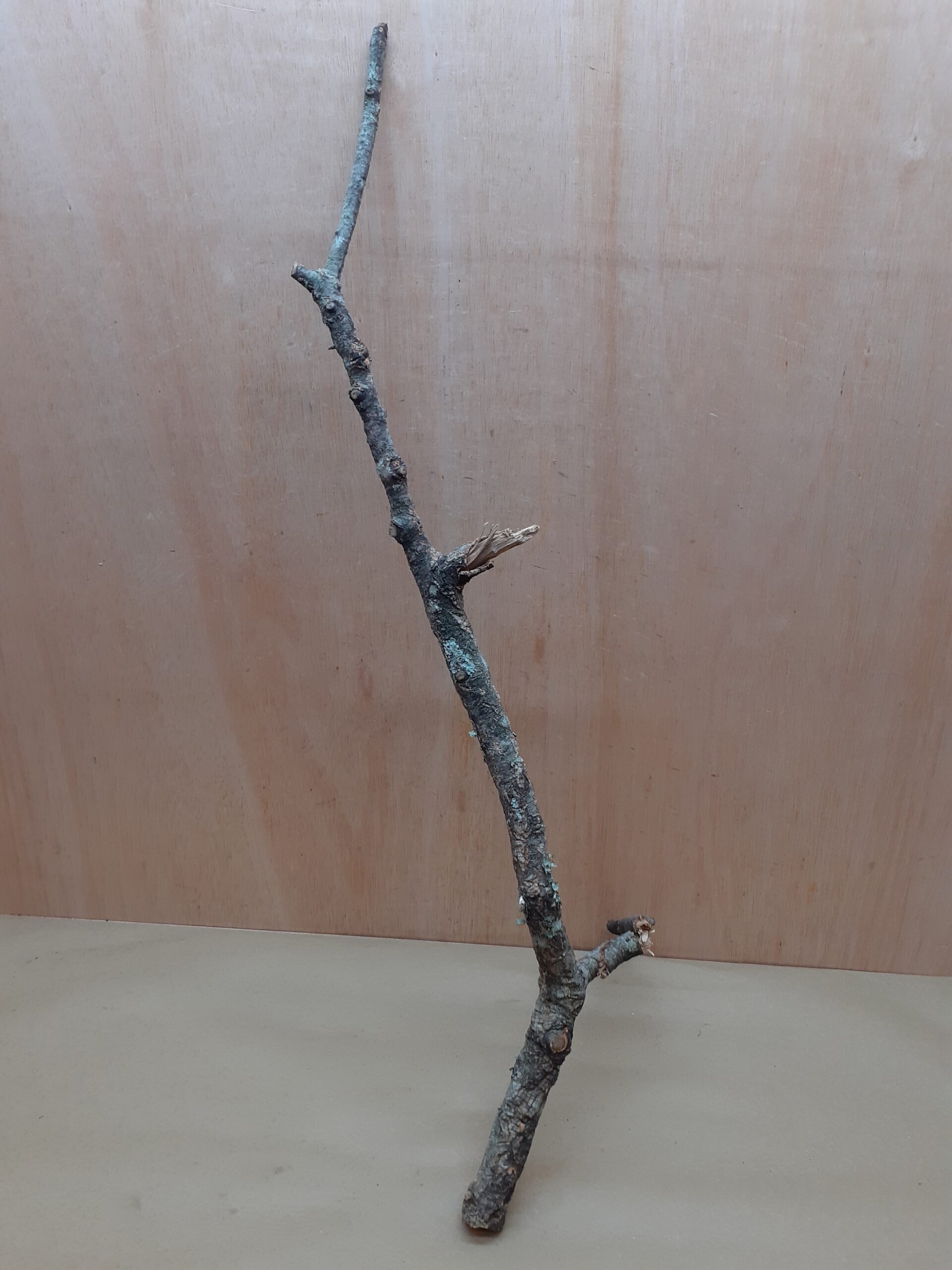 Medium Cork Branch - 40-80cm - 20