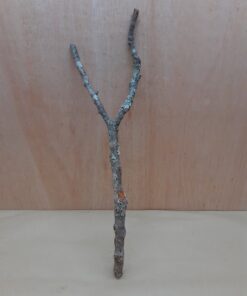 Medium Cork Branch - 40-80cm - 21