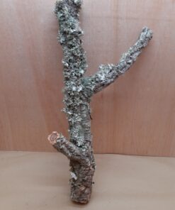 Medium Cork Branch - 40-80cm - 25