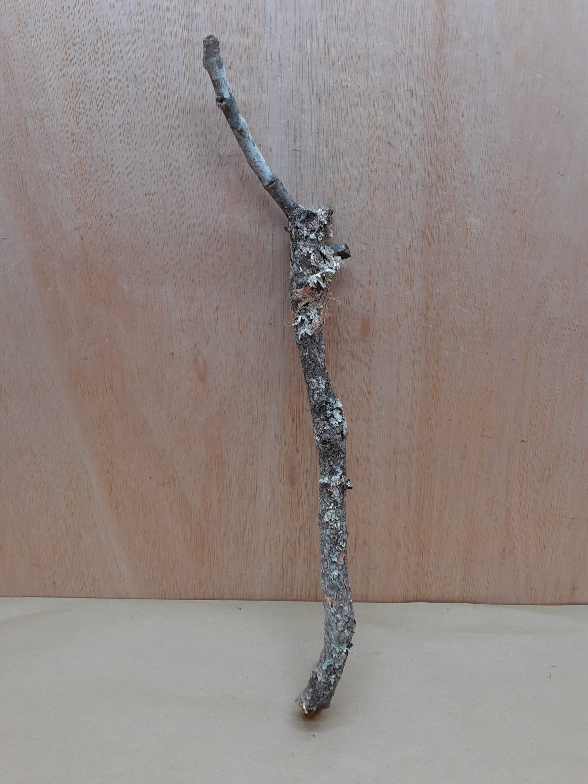Medium Cork Branch - 40-80cm - 26
