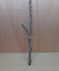 Medium Cork Branch - 40-80cm - 17
