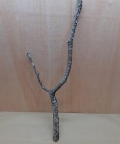 Medium Cork Branch - 40-80cm - 15