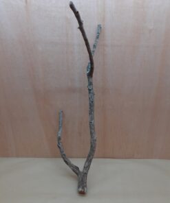 Medium Cork Branch - 40-80cm - 18