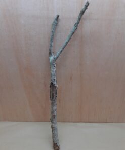 Medium Cork Branch - 40-80cm - 29