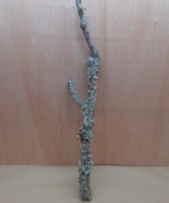 Medium Cork Branch - 40-80cm - 29