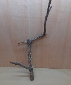 Medium Cork Branch - 40-80cm - 11