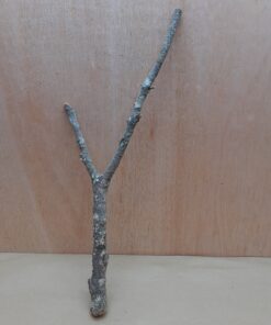 Medium Cork Branch - 40-80cm - 14