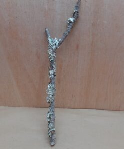 Medium Cork Branch - 40-80cm - 9