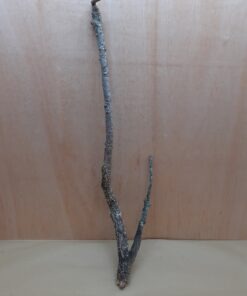 Medium Cork Branch - 40-80cm - 28