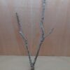 Medium Cork Branch - 40-80cm - 16