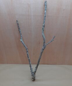 Medium Cork Branch - 40-80cm - 16