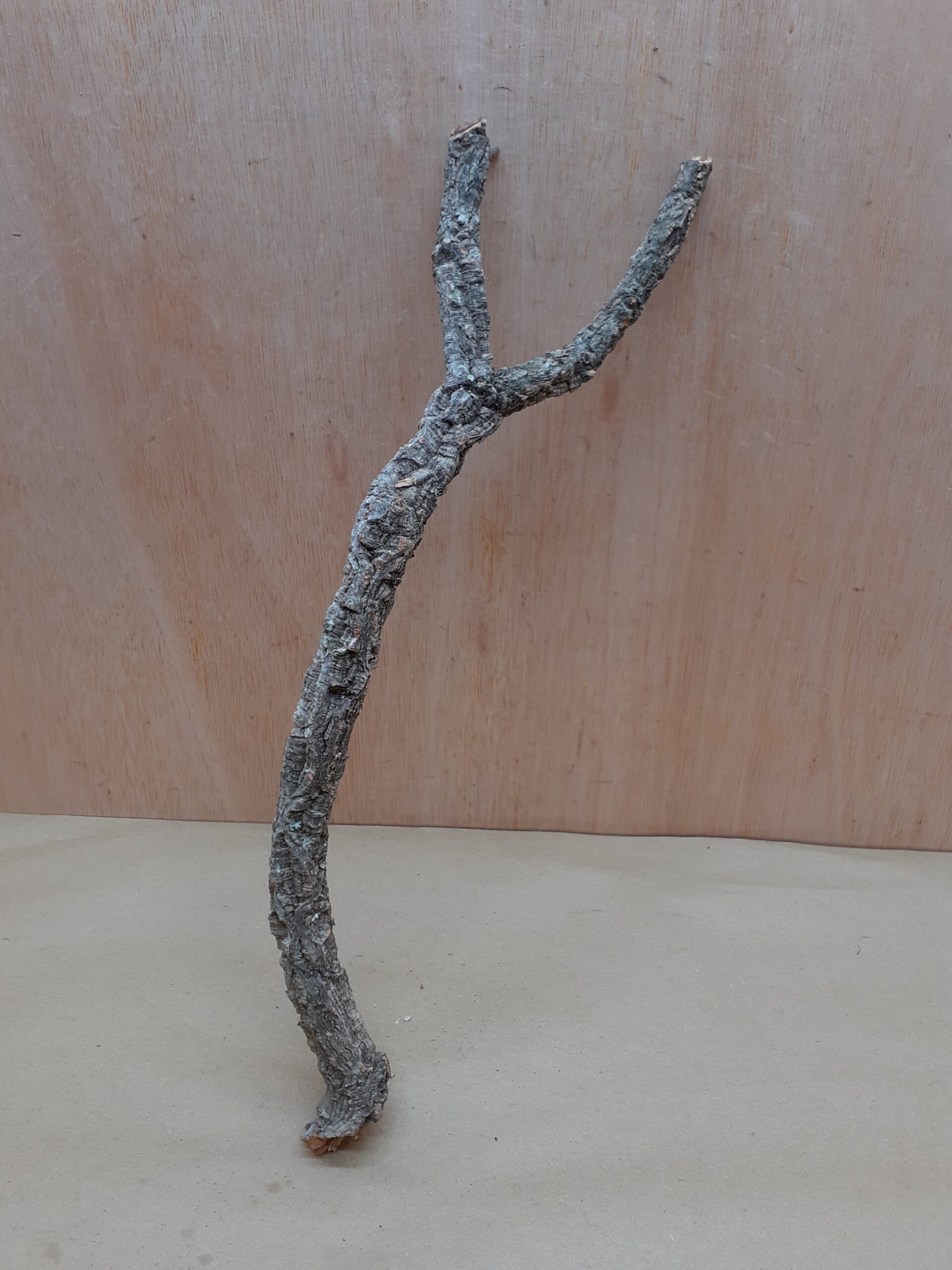 Medium Cork Branch - 40-80cm - 6