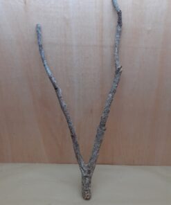 Medium Cork Branch - 40-80cm - 23