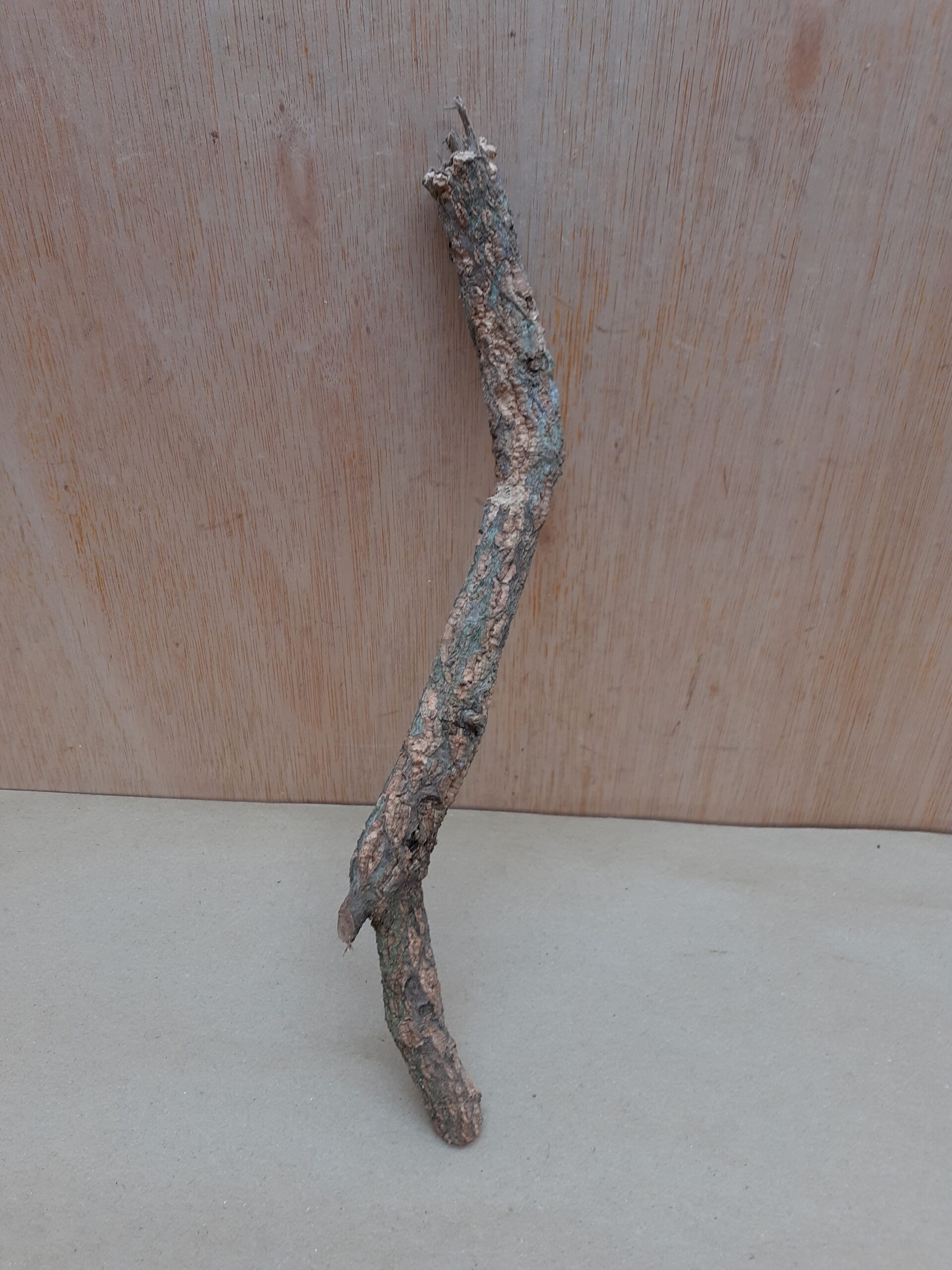 Small Cork Branch - Upto 40cm - 16