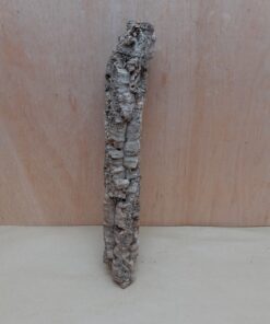 Small Cork Branch - Upto 40cm - 2