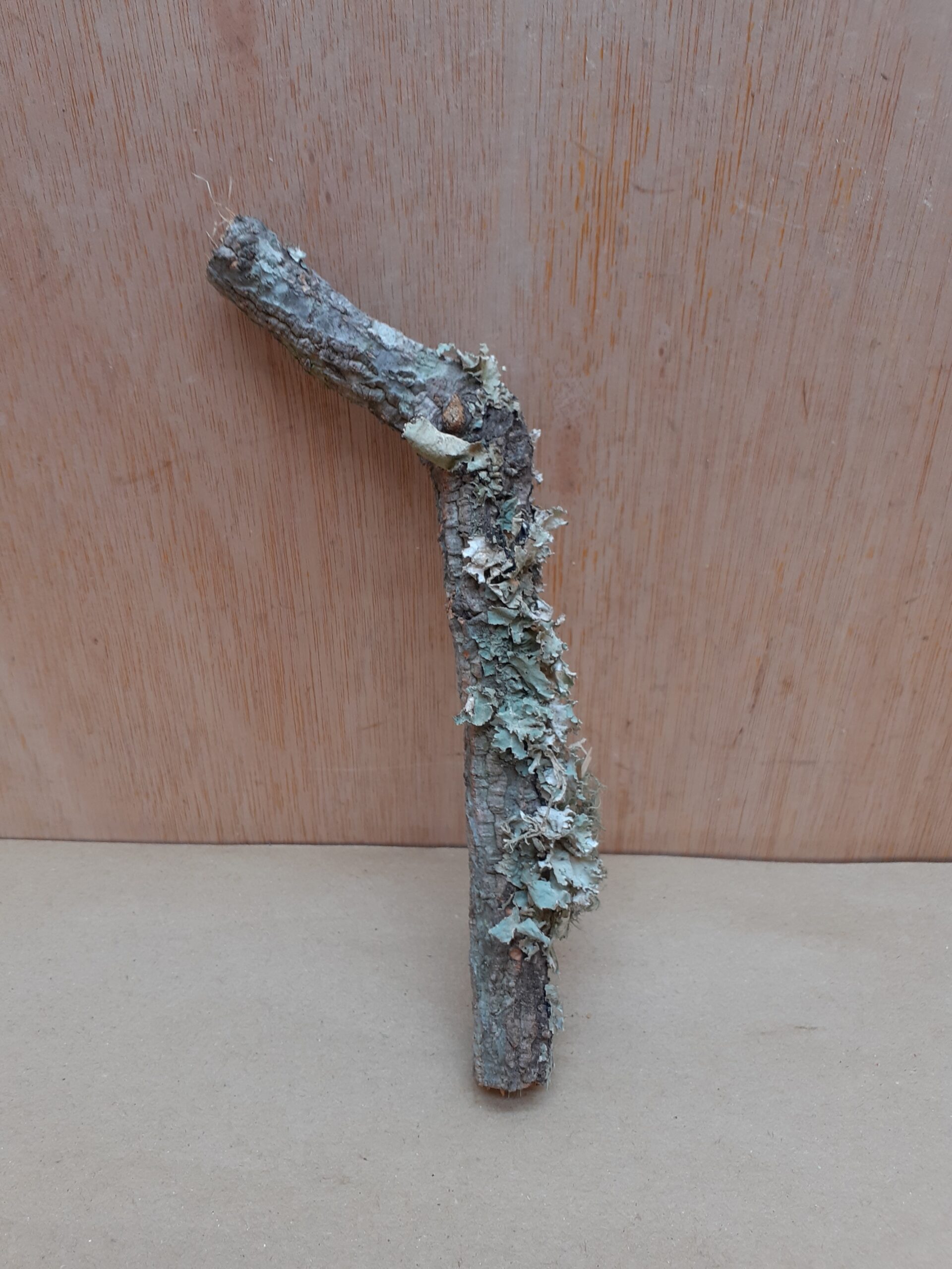 Small Cork Branch - Upto 40cm - 14