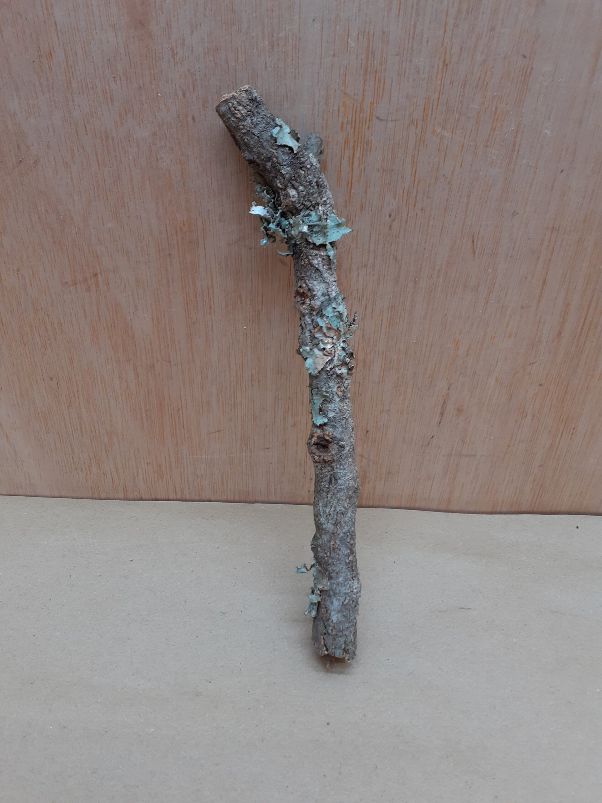 Small Cork Branch - Upto 40cm - 19