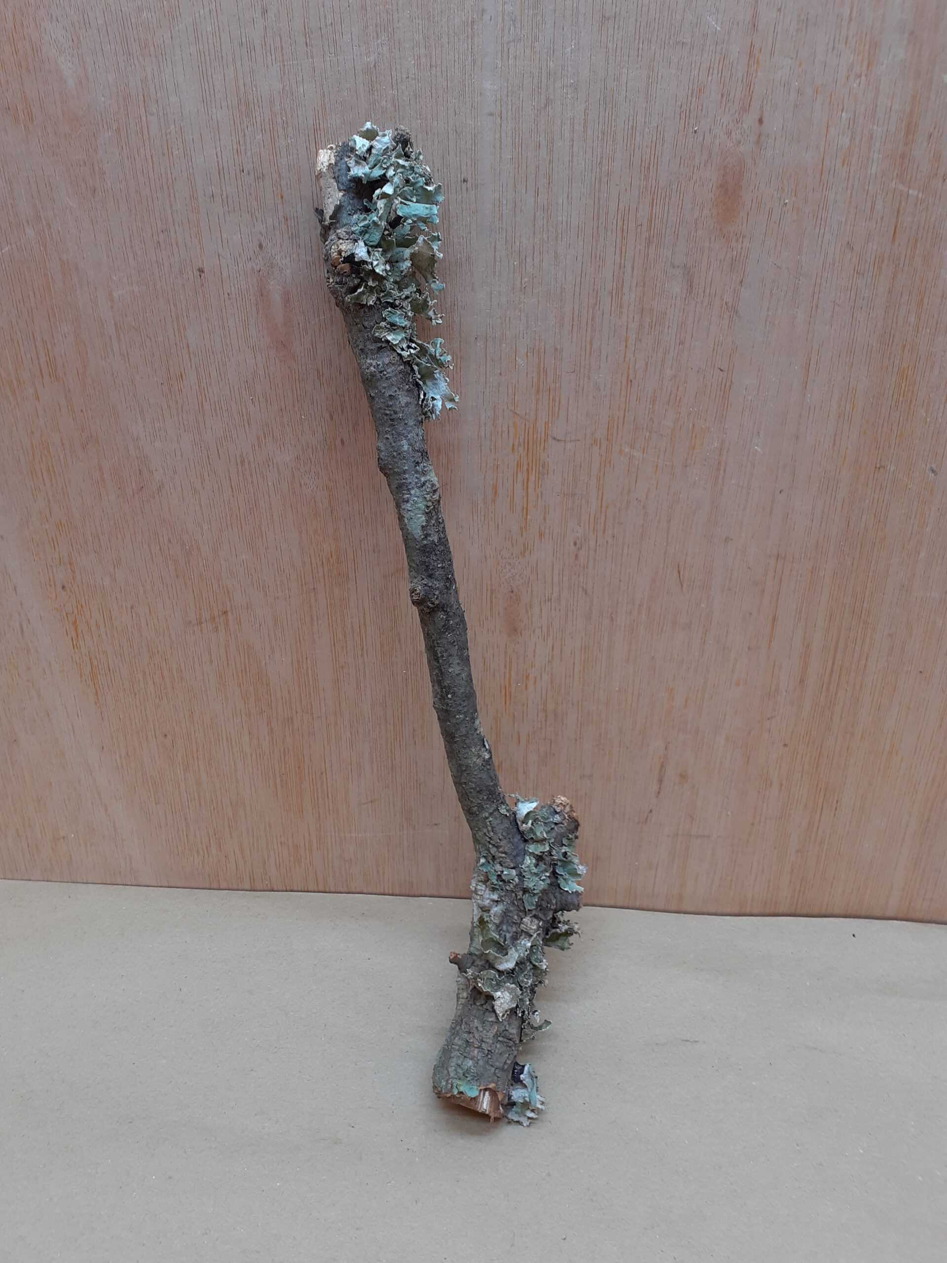 Small Cork Branch - Upto 40cm - 3