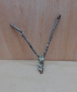 Small Cork Branch - Upto 40cm - 21
