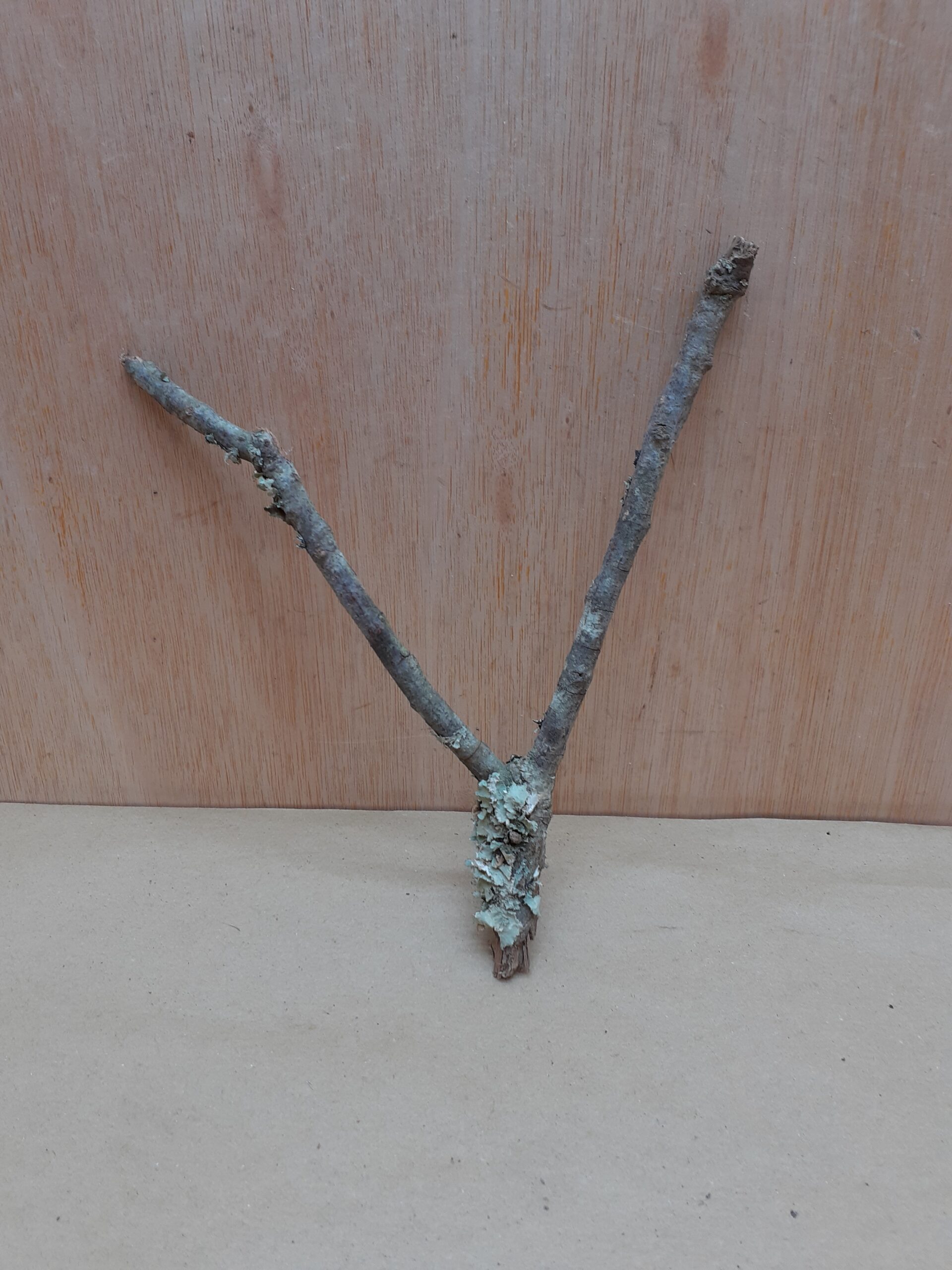 Small Cork Branch - Upto 40cm - 21
