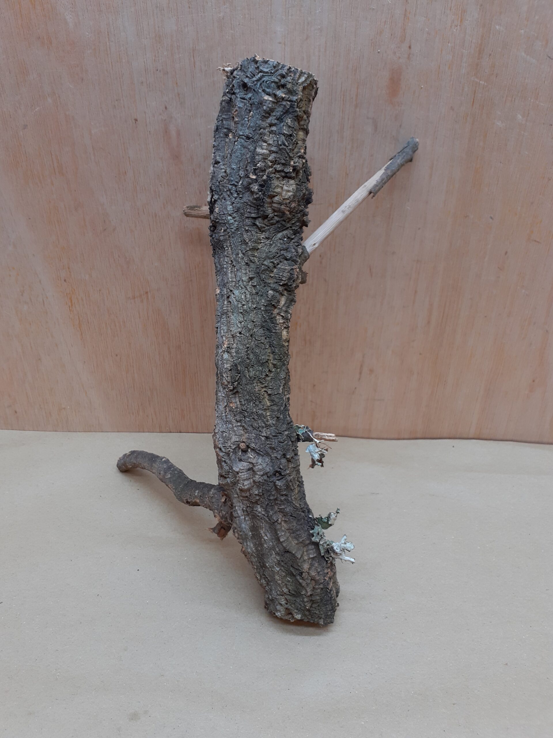 Small Cork Branch - Upto 40cm - 26