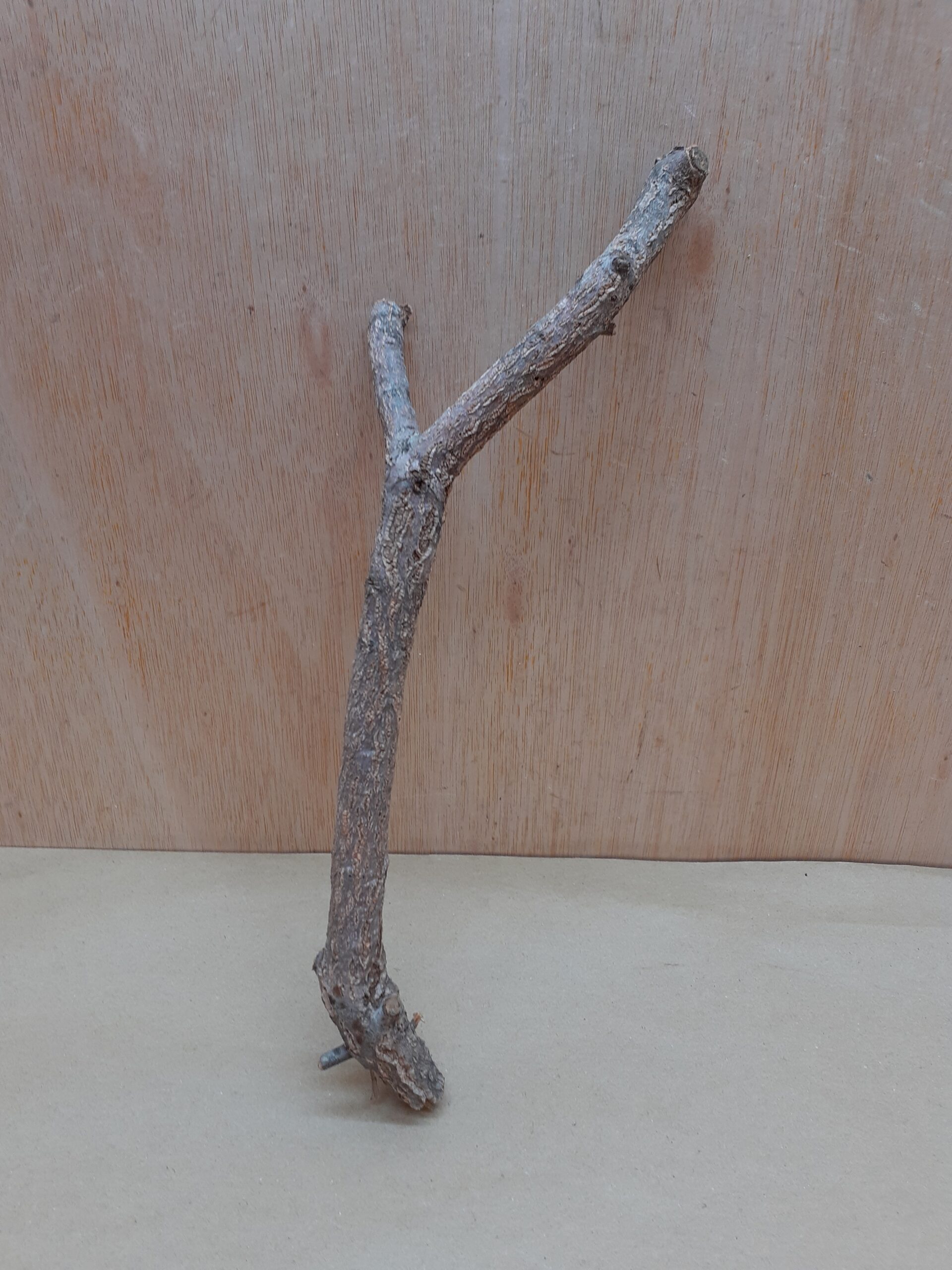 Small Cork Branch - Upto 40cm - 12