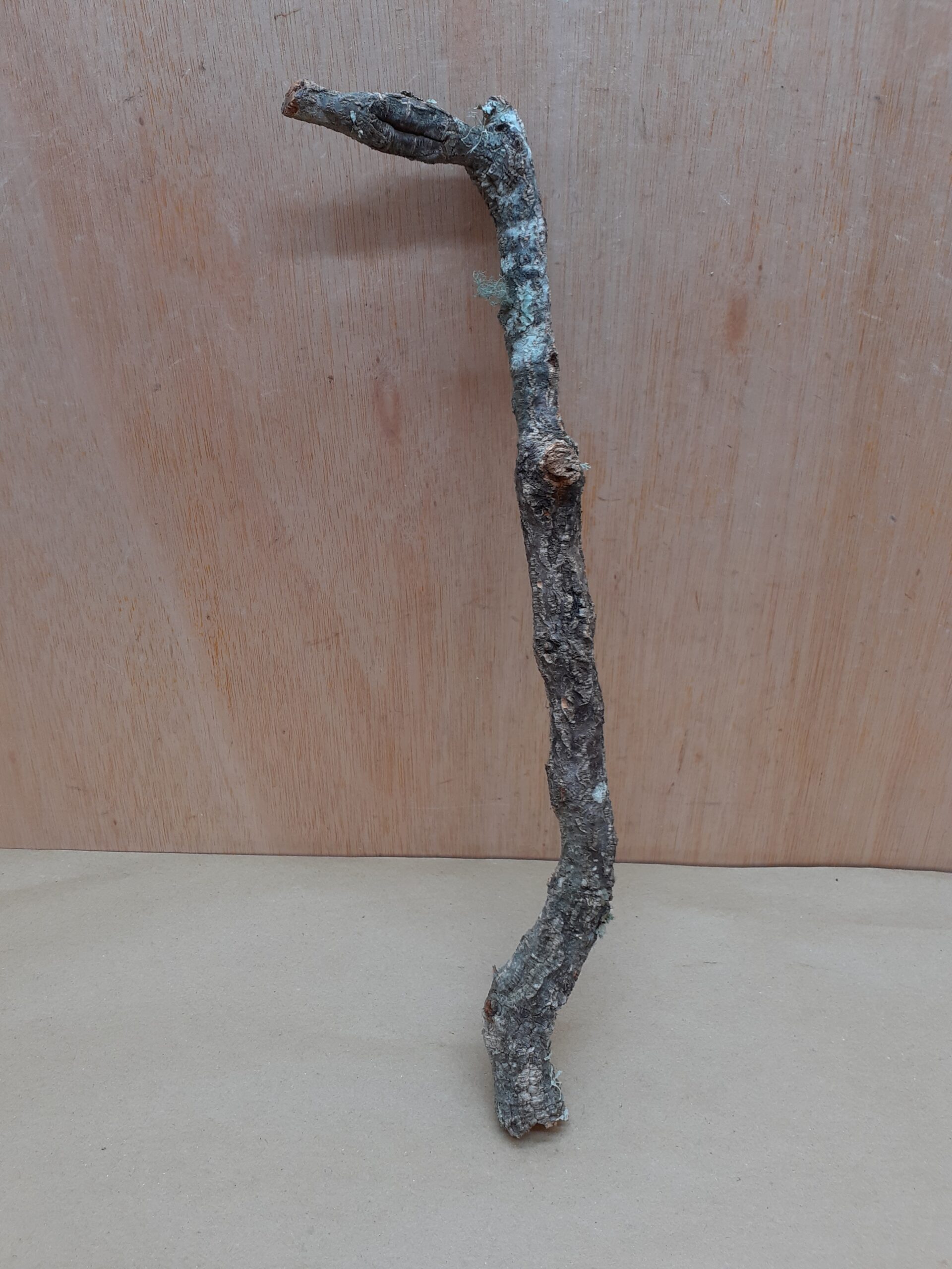 Small Cork Branch - Upto 40cm - 15