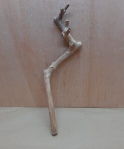 Java Wood - Single Stem - Large 17