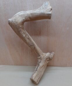 Java Wood - Single Stem - Large 13