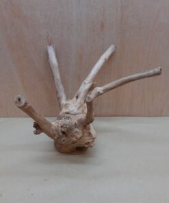 Java Wood - Double Stem - Small 13