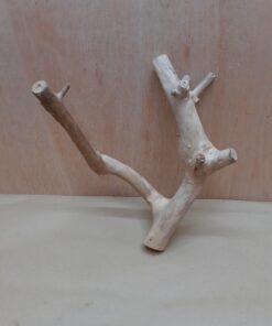 Java Wood - Double Stem - Small 9