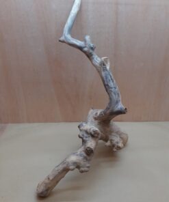 Java Wood - Double Stem - XXL 8