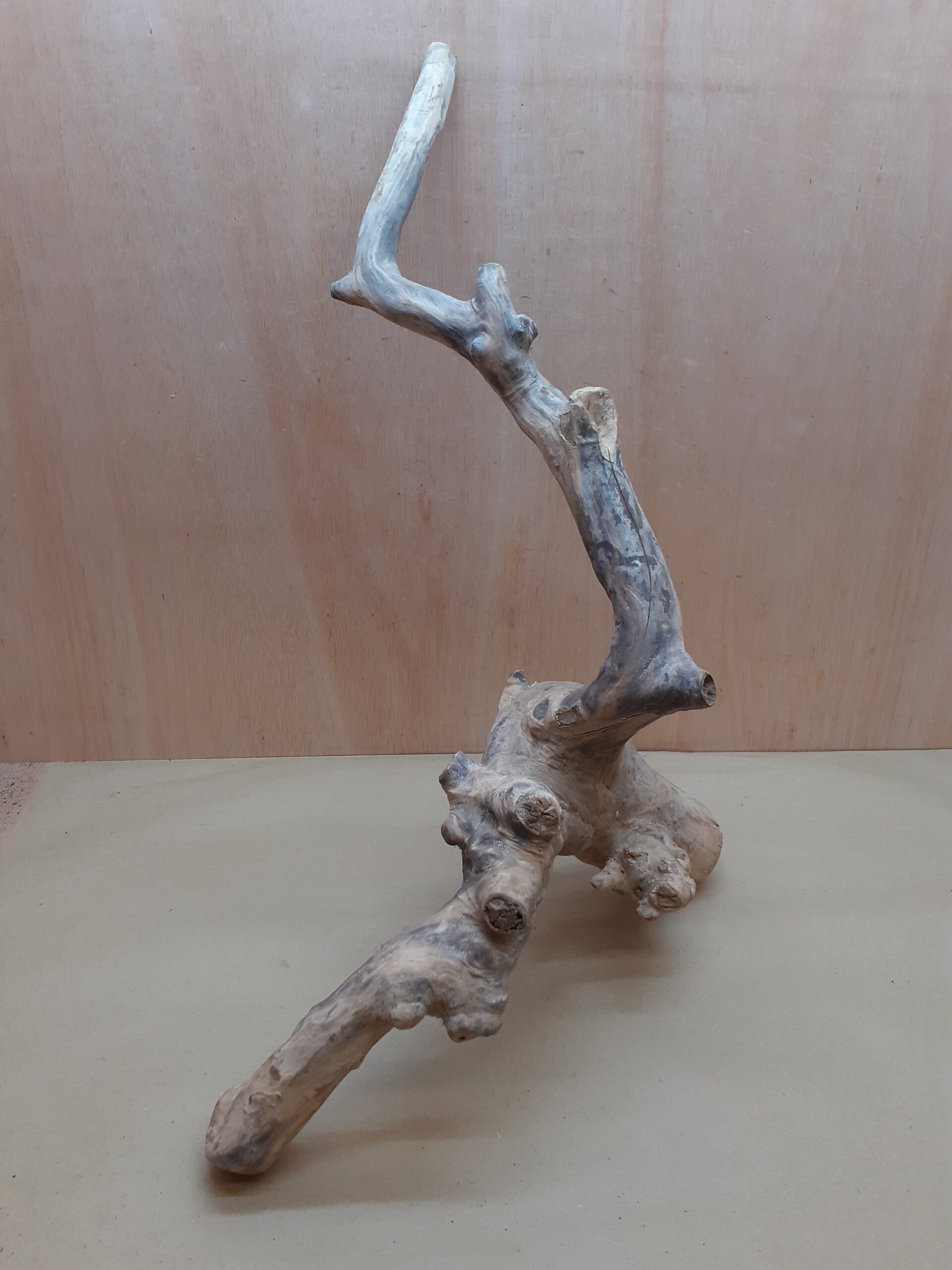 Java Wood - Double Stem - XXL 8