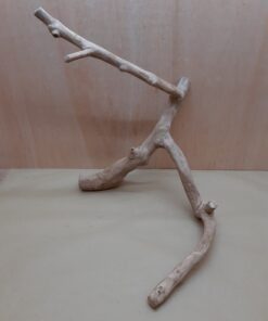 Java Wood - Double Stem - XXL 5
