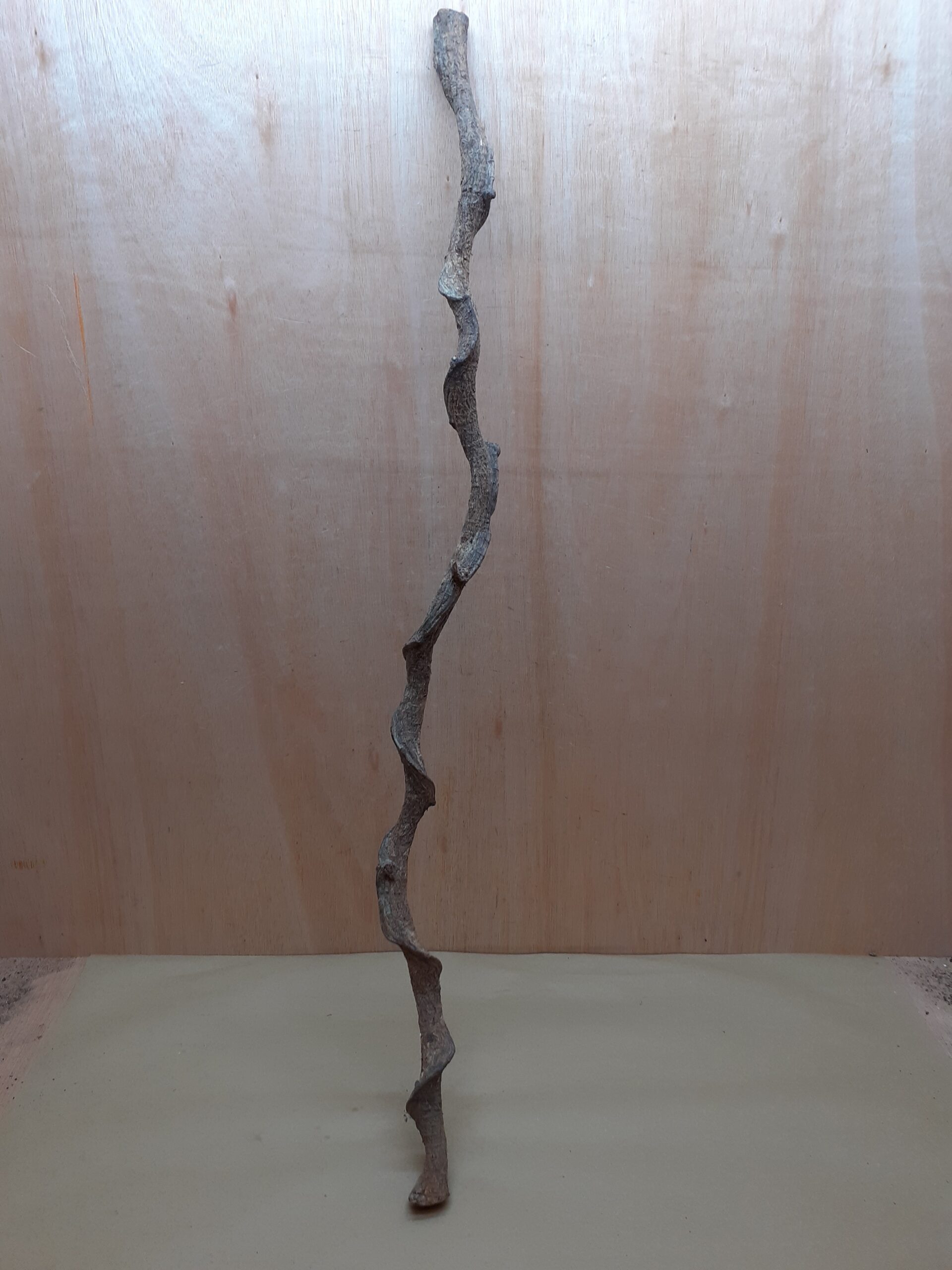 Curved Liana - Long - 15