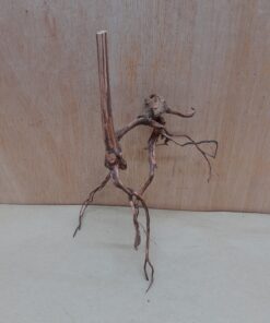 Moorwood - Small 4