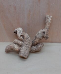 Bamboo Root - Small - 7