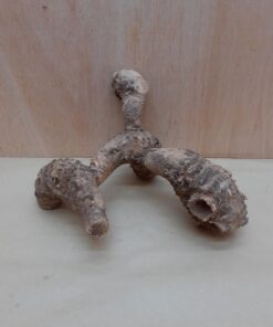 Bamboo Root - Small - 1