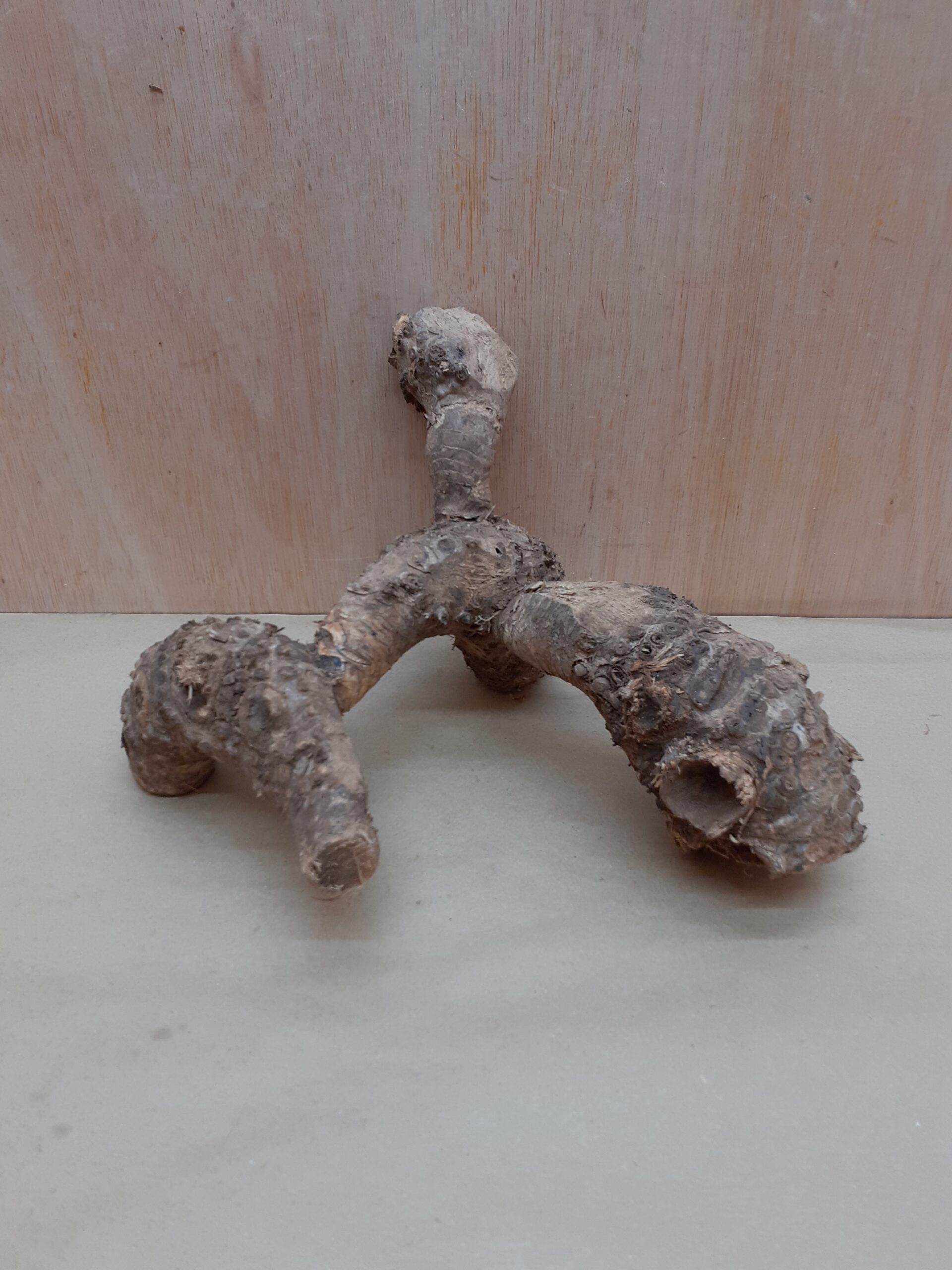 Bamboo Root - Small - 1