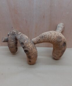 Bamboo Root - XL - 3