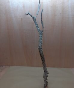 Large Cork Branch - 80-110cm - 11